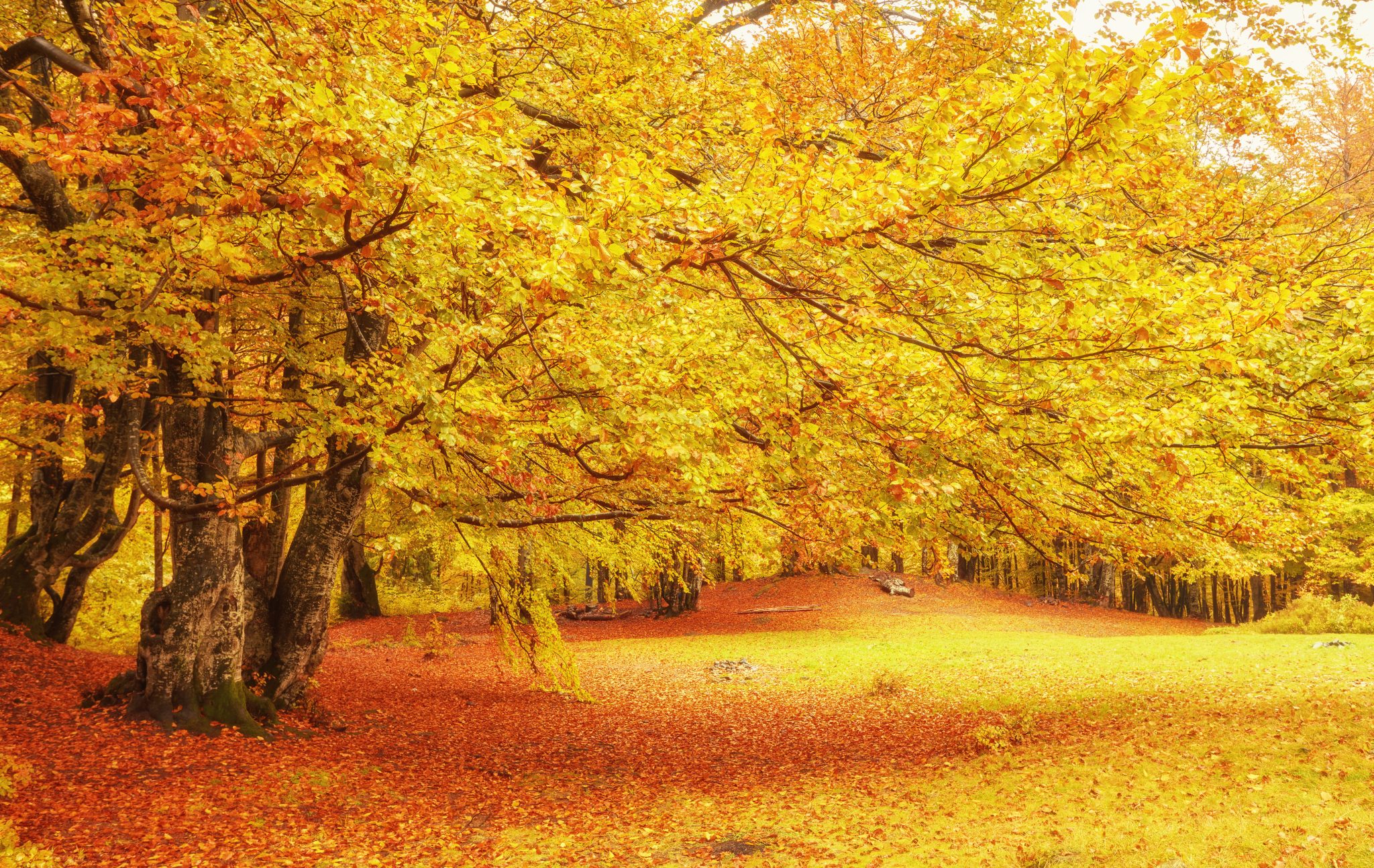 秋天的英文:Autumn 還是 Fall?英文母語者怎麼用? | OEE education 線上英文教育